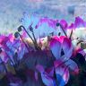 Paris Cyclamens 