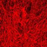 “L’herbe rouge” de Boris