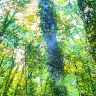 Arbres frémissants 