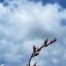 gratte ciel