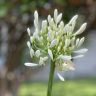 Agapanthus