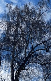  - &copy; Doris Stricher